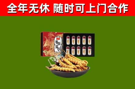 阿拉山口回收冬虫夏草价格
